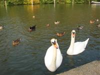 DSCN1068 (Medium) (Custom)