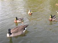 DSCN1069 (Medium) (Custom)